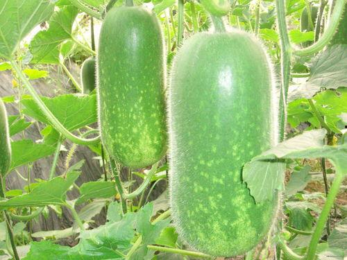 花小钱吃大瓜图片