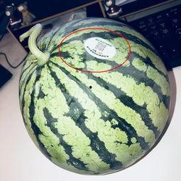 业内吃瓜,那些你不知道的幕后故事与八卦传闻