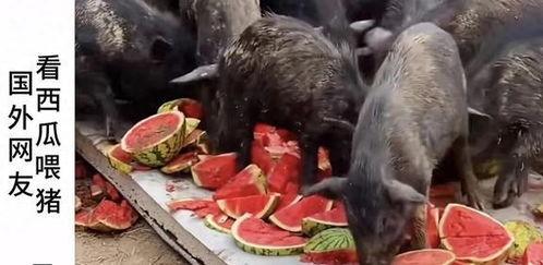 吃瓜闹鬼辟谣图片