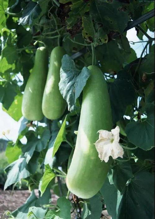 腰痛可以吃蒲瓜吗,天然食疗新选择