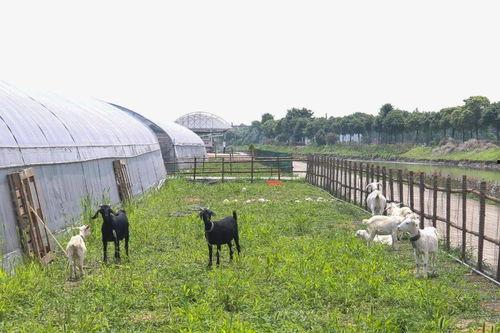 网红农场是什么意思,揭秘网络红人打造绿色田园的奇迹之旅