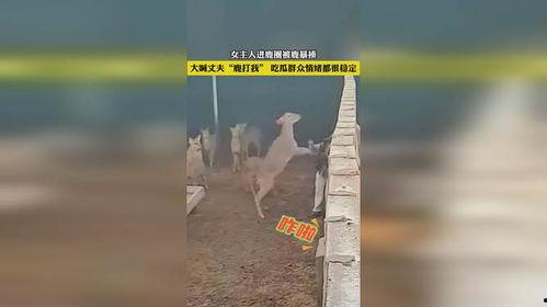 不吃鹿吃瓜,探寻另类美食之旅