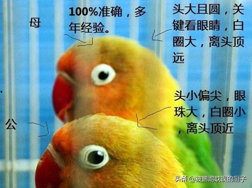 今日头条鹦鹉爬楼,大自然的智慧与趣味